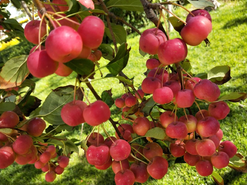 海棠果冷庫(kù)建造,海棠果長(zhǎng)期存儲(chǔ)方法介紹 海棠果冷庫(kù)建造,海棠果長(zhǎng)期存儲(chǔ)方法介紹